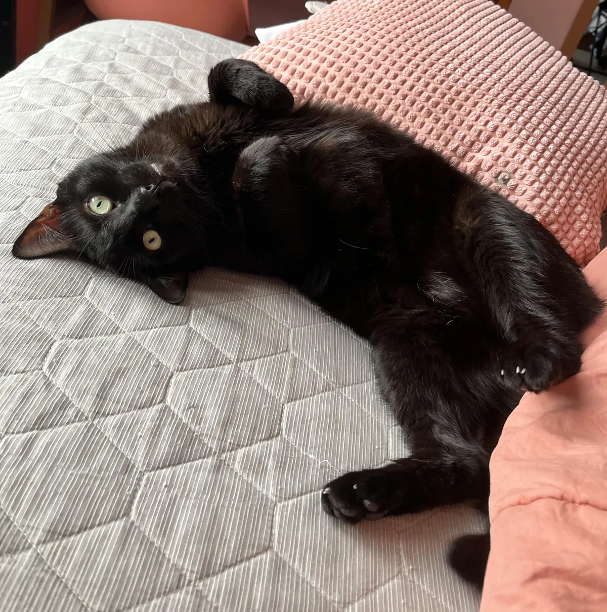 Today is my scorpio baby’s day, everybody say happy birthday to Bento 🍱