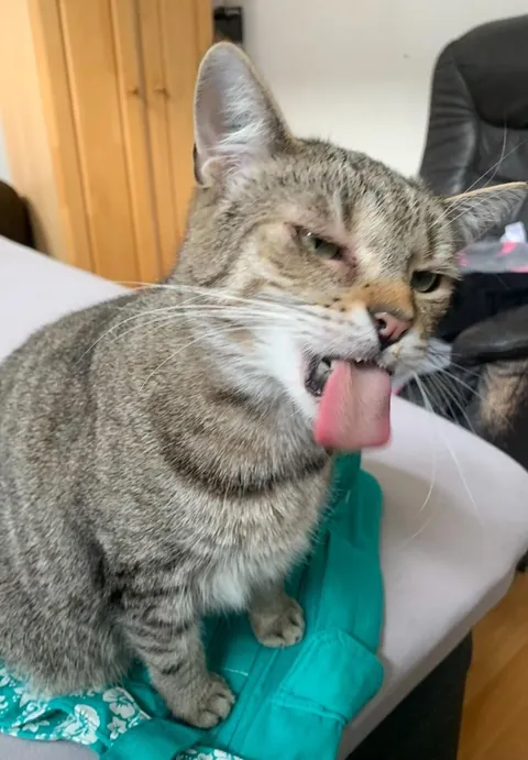 My cats long tongue 👅 why is it so big