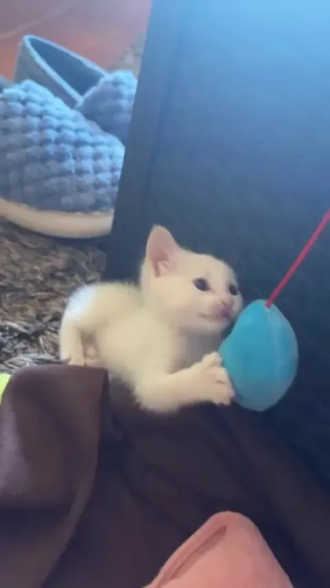 Found cat in dad's car. She's having fun now