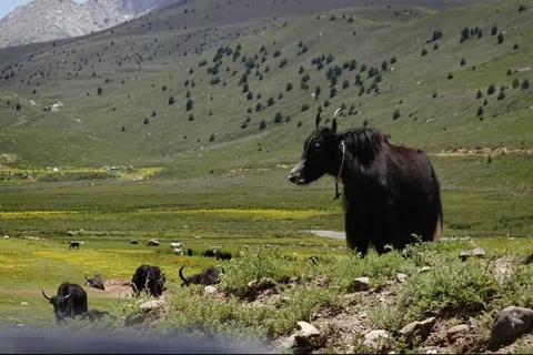 Visited a Tibetan monastery located in a secluded Sichuan valley