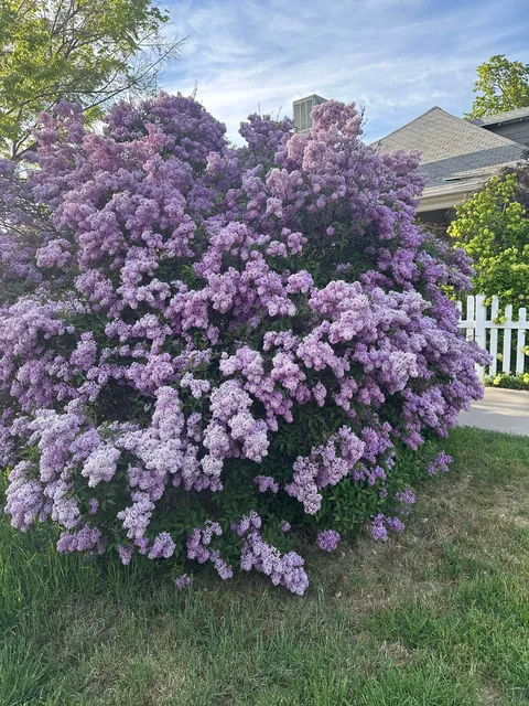 Time to brag about my lilac