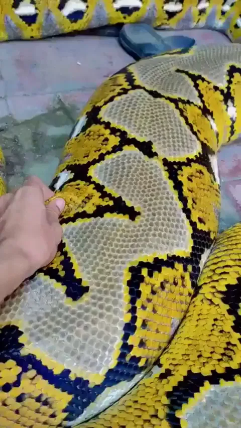 Imagine having to travel 8ft just to see a part of your own body...