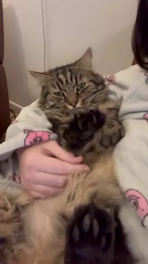 My big baby boy is happy to be home from the cattery! 