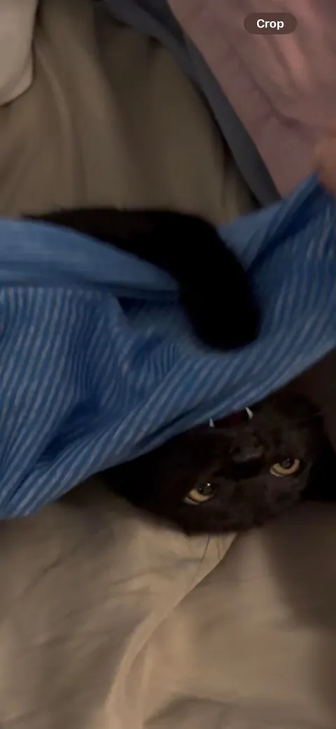 My handsome lil Monkey man😻🖤🖤🖤