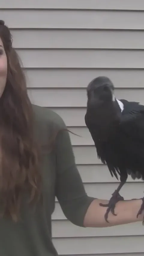 Raven talks like human