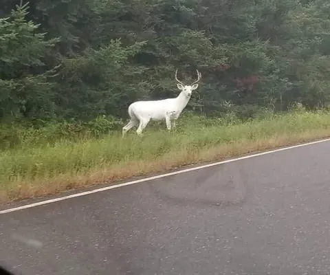 A rare withe/albino deer. 