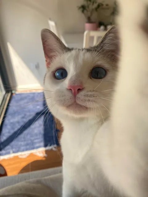 This is your reminder to please ADOPT don’t SHOP ^-^