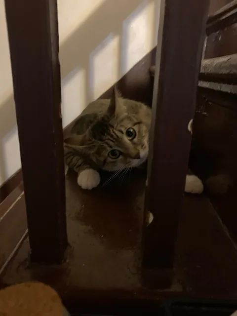 Why do girl cats get a bad rap?