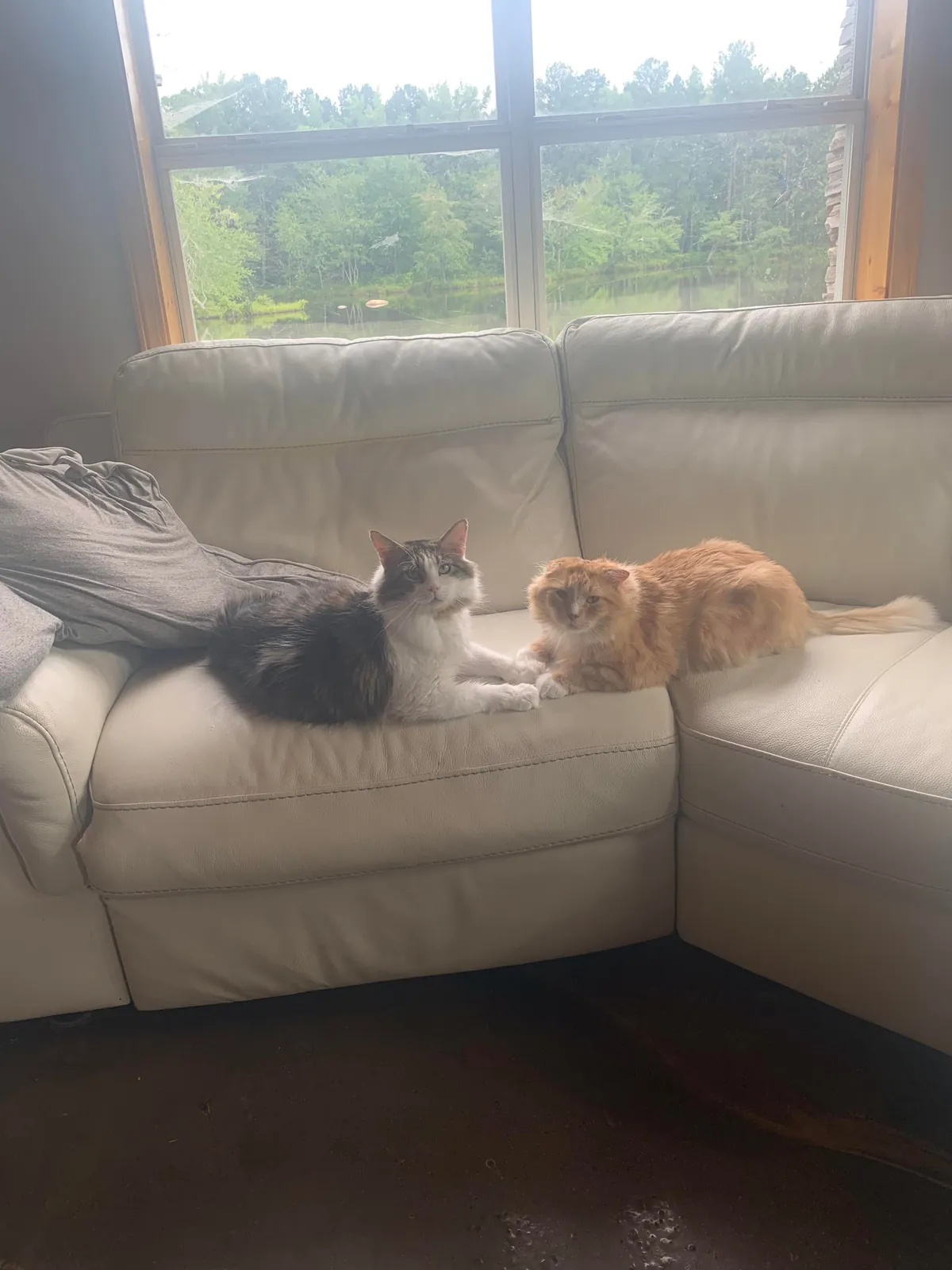 The transformation of Finnegan from forest cat to pampered city kitty