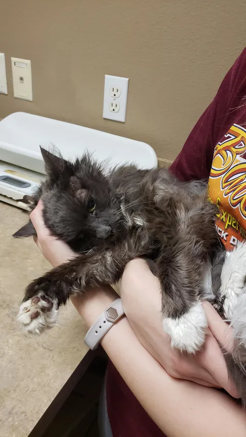 Our 18 year old crazy cat passed away this morning. Having a much harder time with it than I thought I would. She was older than one of my kids.