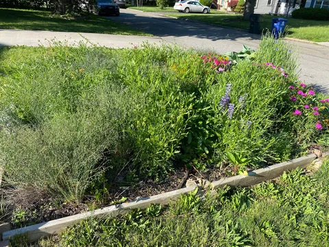 My wife doesn’t like what she calls my “chaos garden”.