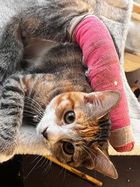 Fractured leg doesn’t stop  Aurea from showing how fabulous she is.