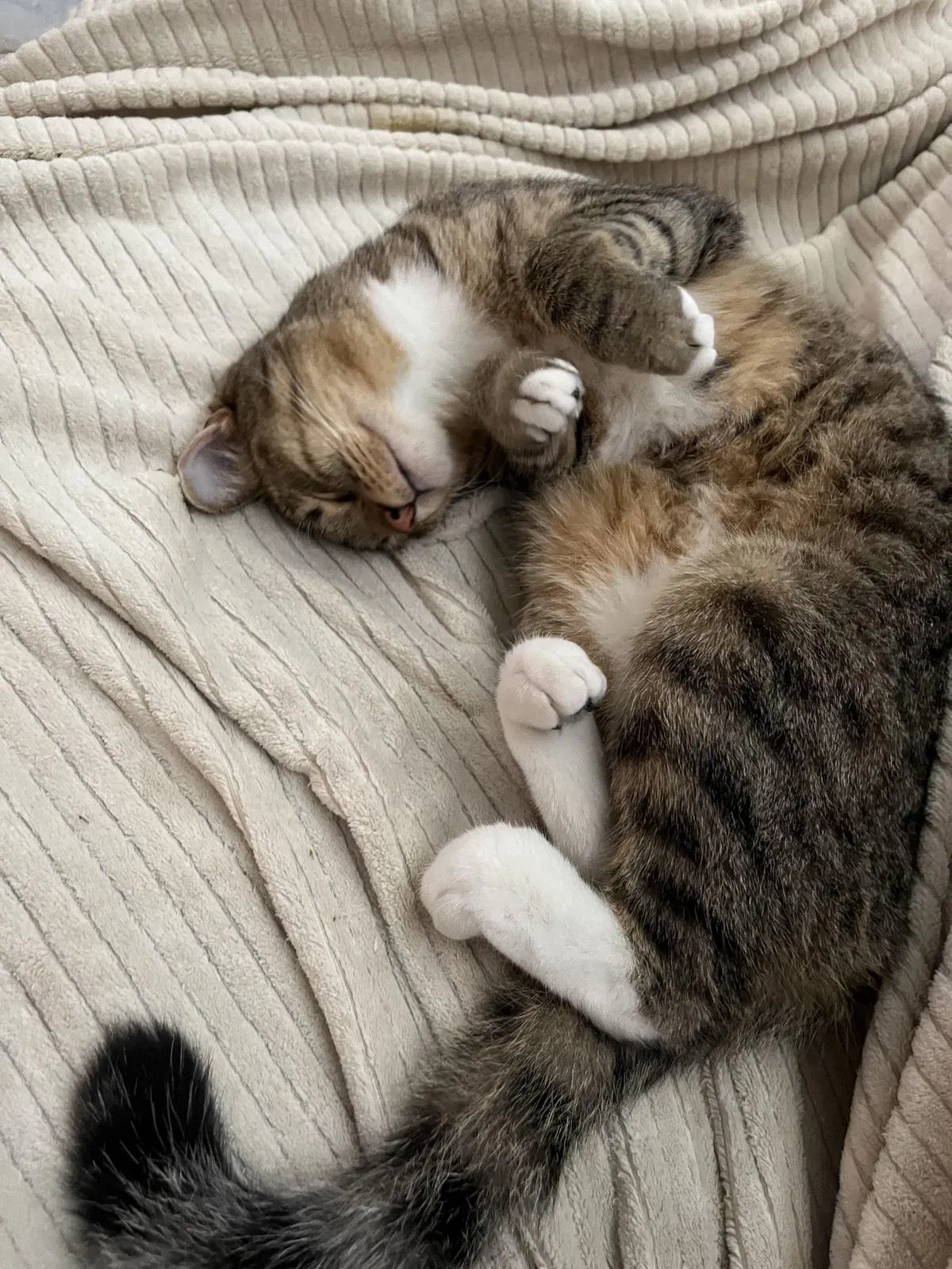 This is my cat, Boo, and I would die for him