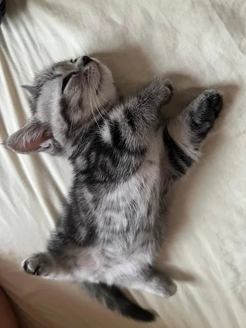 My cat’s favorite sleeping since it was a kitten