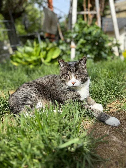 Am I mean to my blind cat?