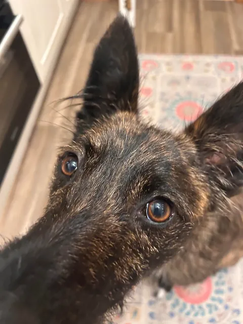 Gary’s ear tufts- why does he have them? I welcome both stupid and non-stupid answers