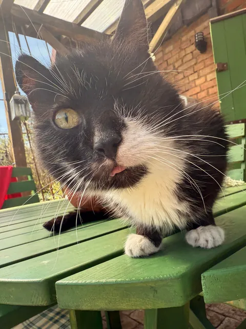 My perfect foster Dziadek passed away. He was so full of life despite the years as a neglected stray.