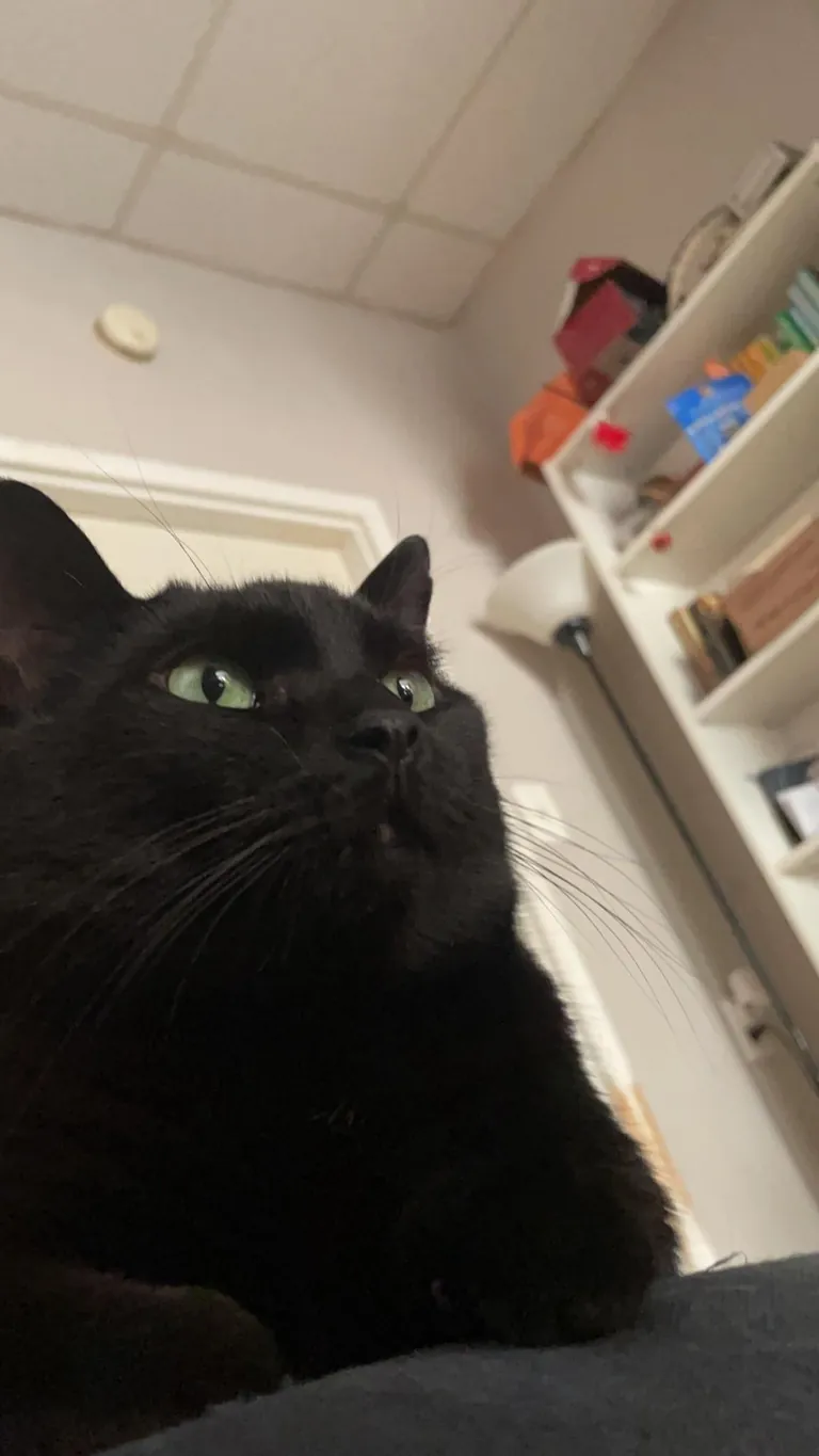 Dexters getting ready to cross into the afterlife, please send good vibes for his final days 🖤