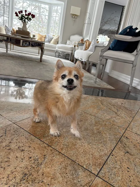 Seeing Puff Pastry after a month 😍