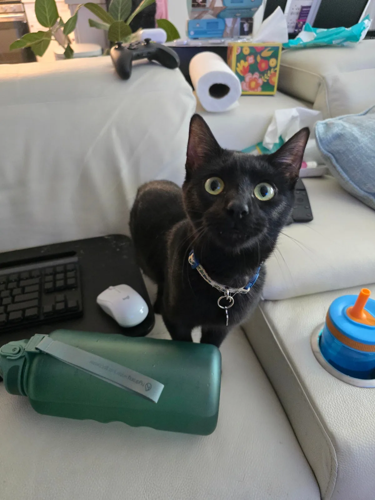 One year ago, I adopted my very first cat!