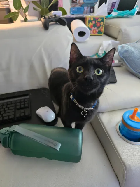 One year ago, I adopted my very first cat!