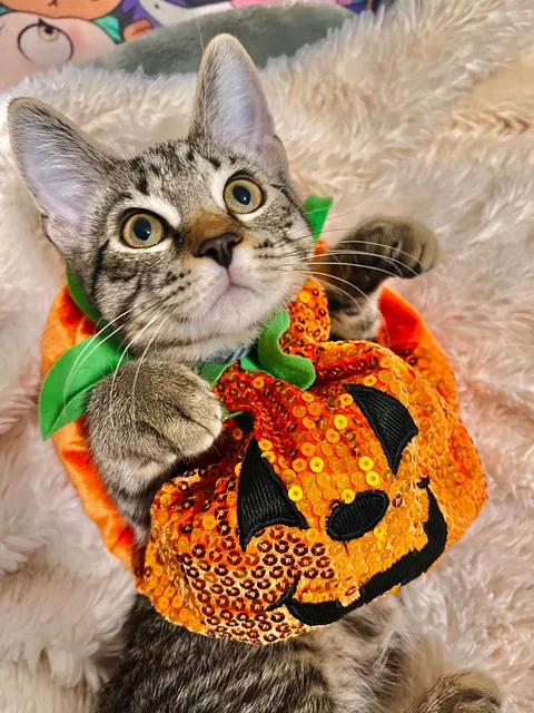 Some of my favorite kitten photos of Mater