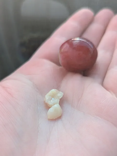 Apparently grape skin is tough enough to break temporary crowns in half. This is the second time this has happened from eating grapes in the last week and a half...