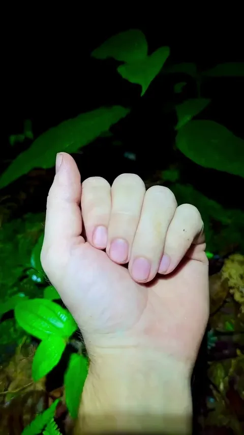 Blue Malayan Coral Snake (Calliophis bivirgatus)