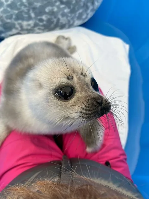 Smol Seal