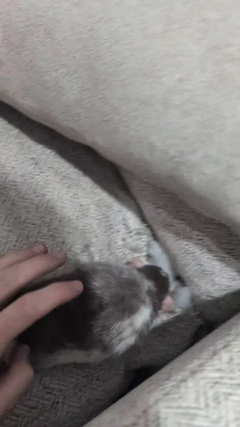 It's Izzy's couch now