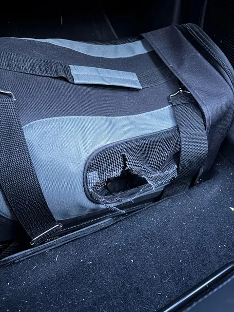 Cat’s out of the bag