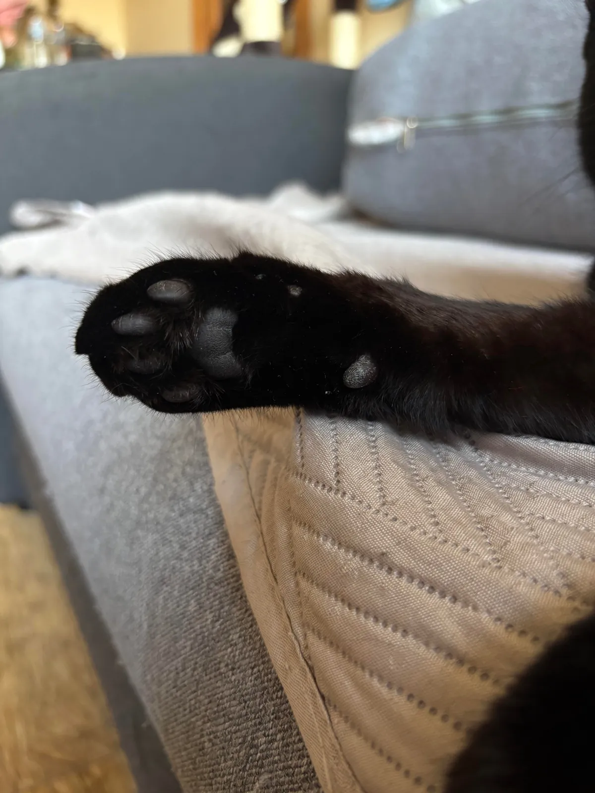 Black nose, black whiskers,  black paws… white tip of tail? 🖤🖤🖤🤍