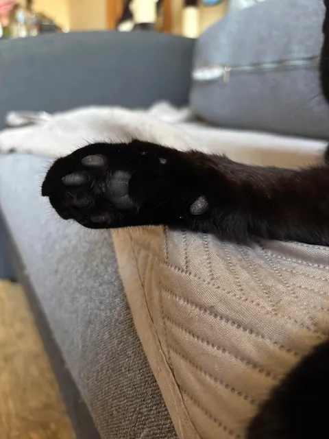 Black nose, black whiskers,  black paws… white tip of tail? 🖤🖤🖤🤍