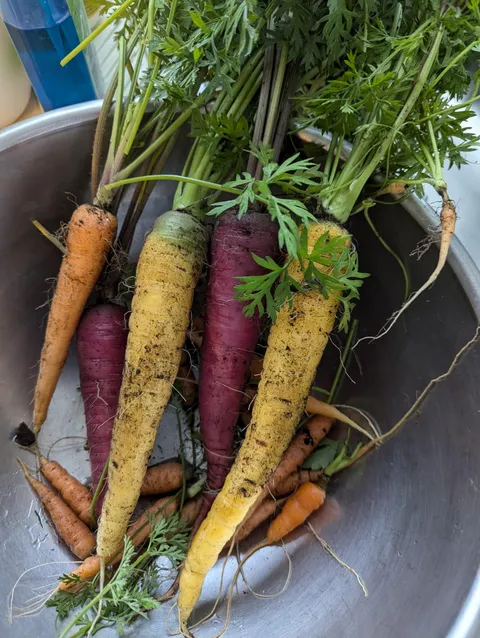 First-time veggie gardener. I harvested my carrots today. They aren't much, but they mean a lot to me. 🥲
