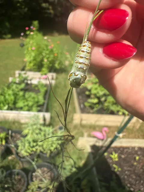 Accidental Butterfly Sanctuary