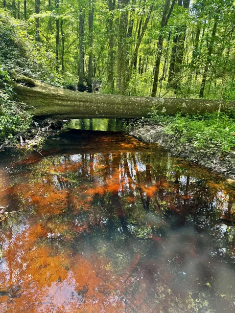 🔥The color of a blackwater creek