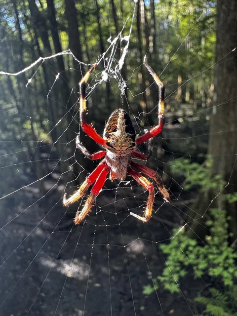 🔥Spotted this spotted orb weaver