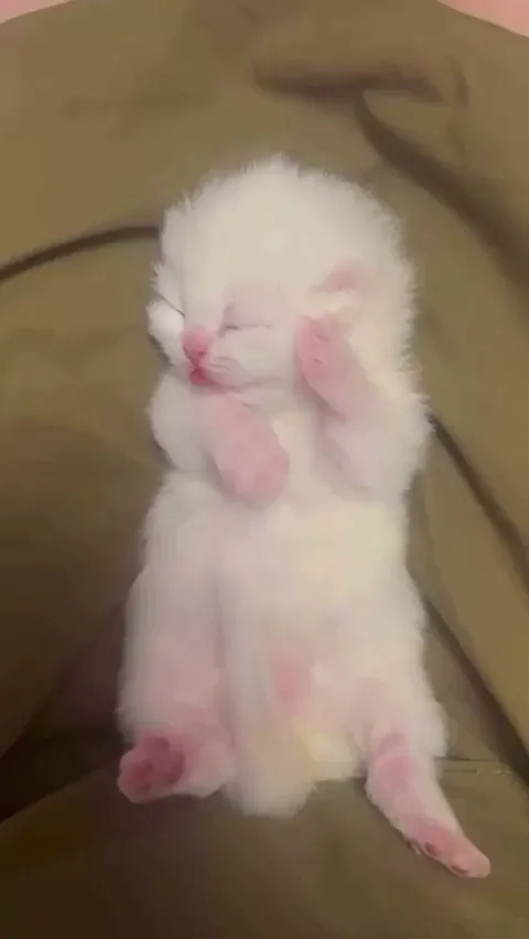 This is illegally cuteness