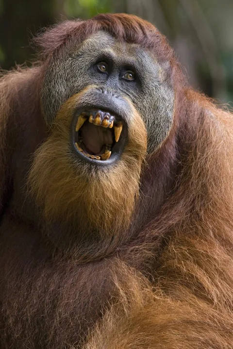 A male Orangutan showing off its awesome jaws, the second strongest among great apes