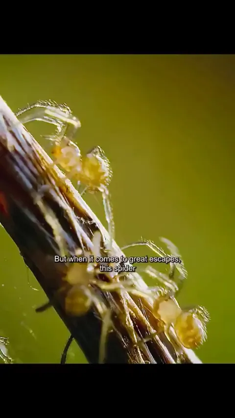 how spiders fly without wings using ballooning