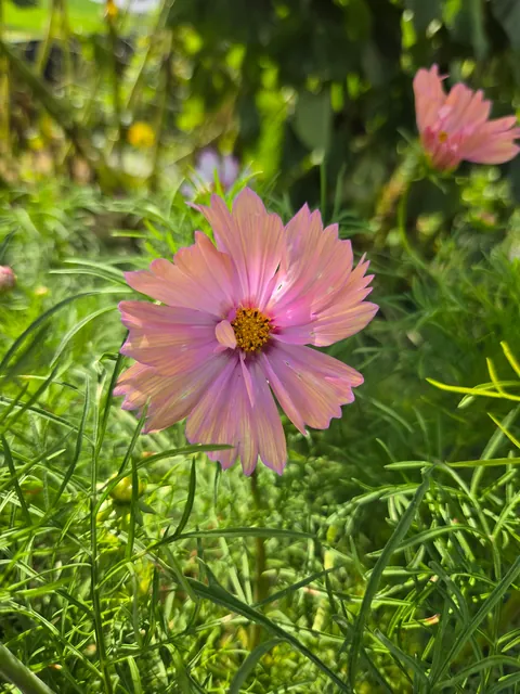 Late summer in the garden