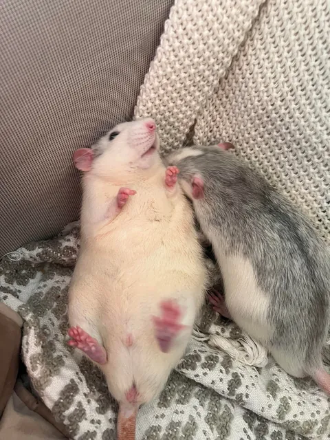Crimes my rats committed this week