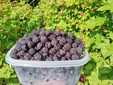 Black raspberry harvest is hitting peak this week in the garden