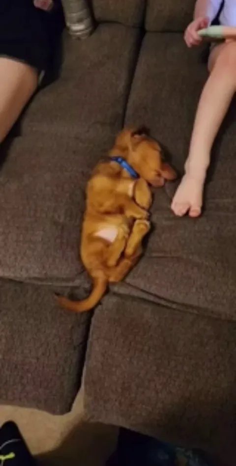 Puppy disappears into the vortex