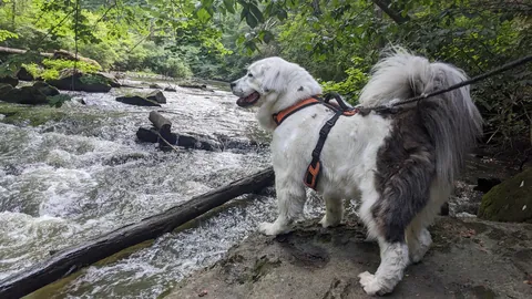 Great Pyranese x Mastiff