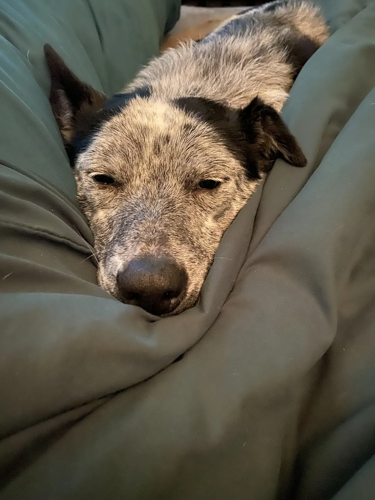 Meet my girlfriends dog, Lilah.