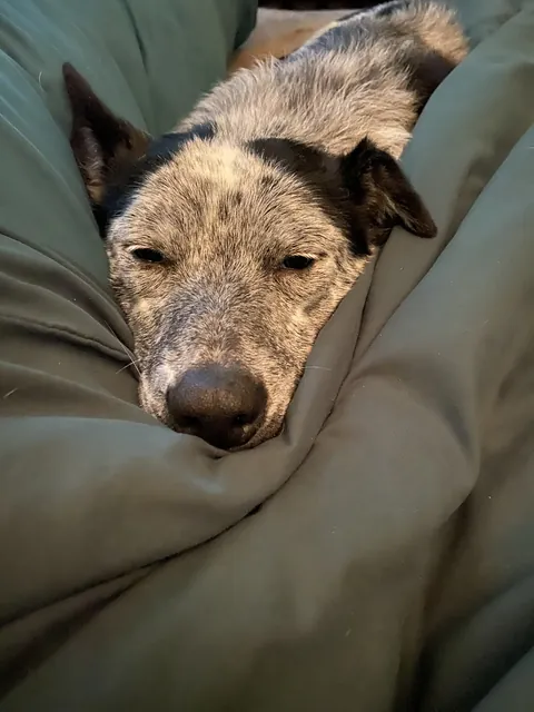 Meet my girlfriends dog, Lilah.