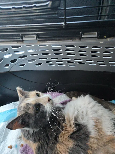 Neglected, malnourished, and covered in mats, but the absolute sweetest girl.