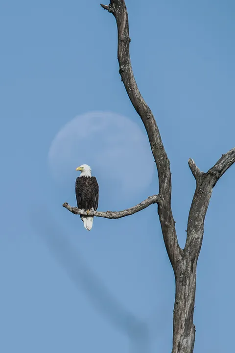 ITAP of a bald eagle and the moon