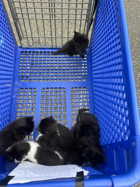 Abandoned mom and kittens